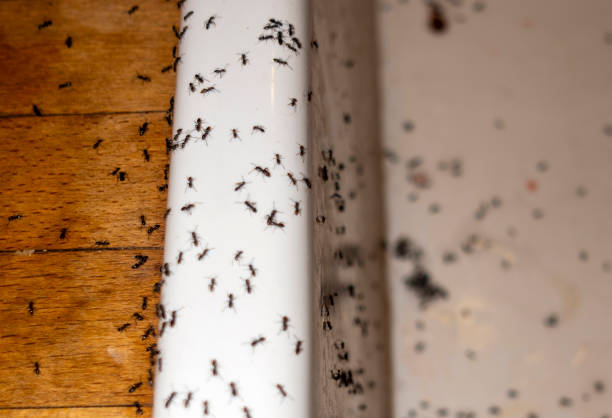 Best Best Pest Control Companies  in Lake Catherine, IL